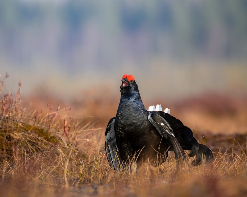 тетерев, ток, токование, птицы, фотоптиц, природа, весна, болото, лес, бердинг, бердвотчинг, фотоохота, birding, black grouse, countership display, birdwatching, wildlife Тетерев на токуphoto preview