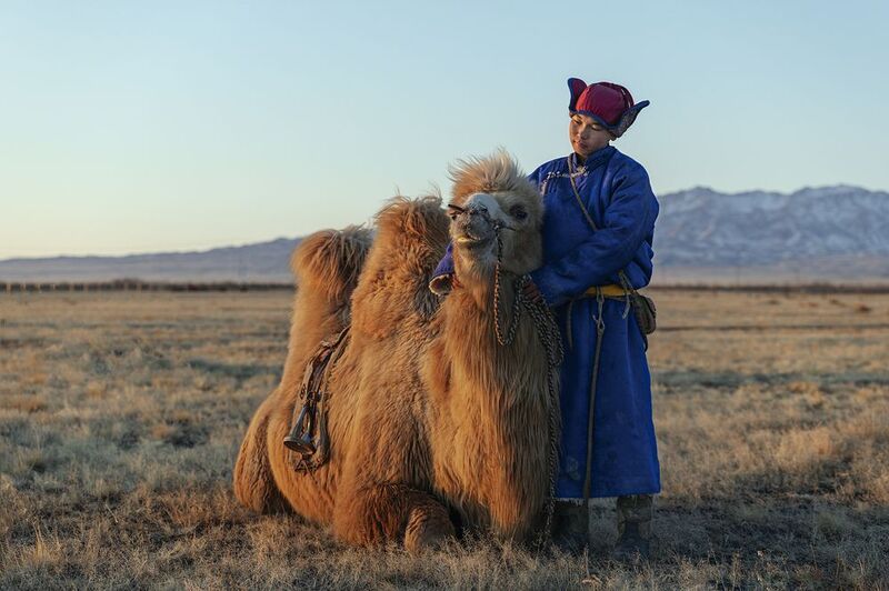 Mongolian camel winter festival Mongolian camel winter festivalphoto preview