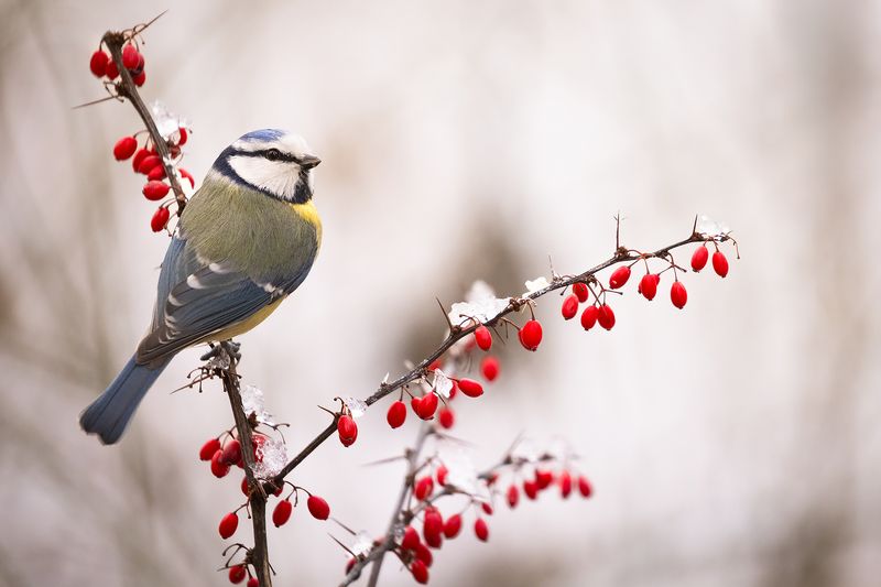 Titmousephoto preview