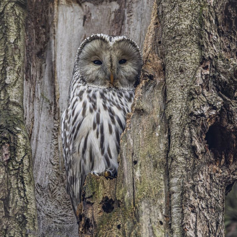 длиннохвостая неясыть, сова, птицы, уральская неясыть Длиннохвостая неясытьphoto preview