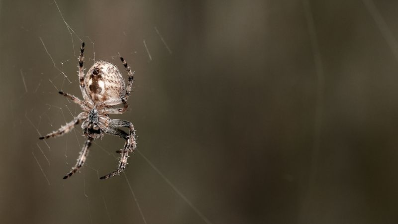 Ночной охотникphoto preview