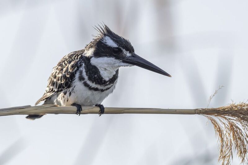 Pied kingfisher малый пегий зимородок фото превью