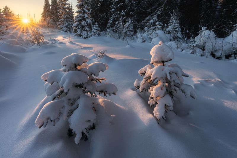 Парочка простых и молодых елей.photo preview