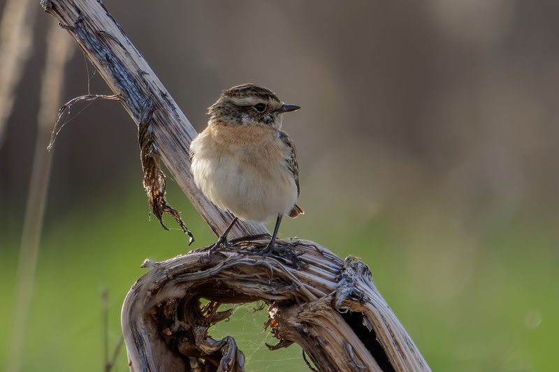 луговой чекан Луговой чеканphoto preview