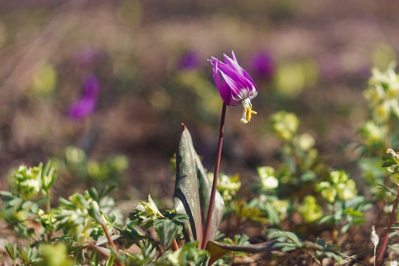 Пробуждение .photo preview