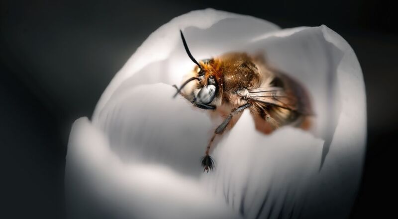 Цветочный пленphoto preview