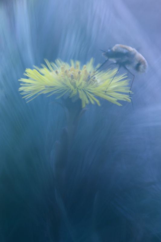 жужжало, насекомое, макро, цветок, мать и мачеха, калининград, buzzed, insect, macro, flower, coltsfoot, kaliningrad Сладкие мгновения фото превью