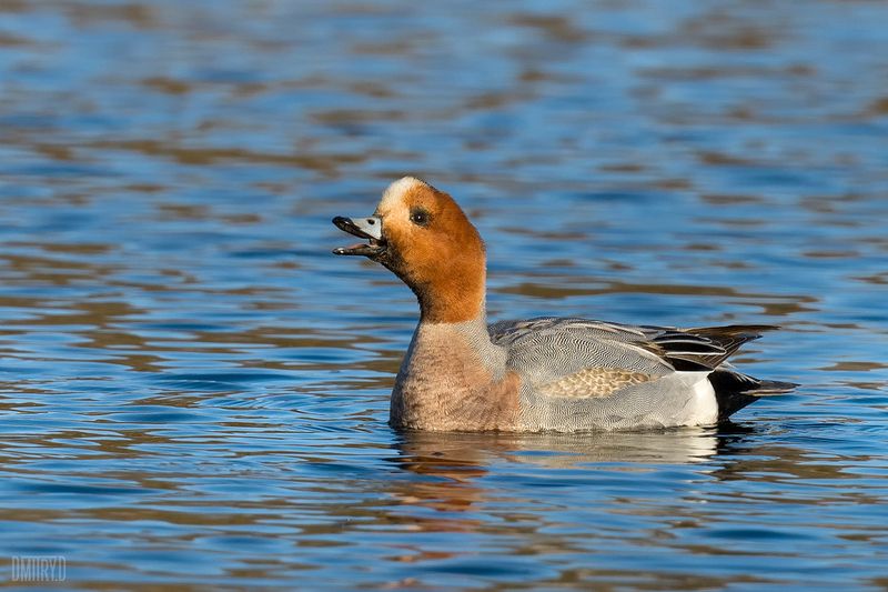 свиязь, Свиязь. Самец в брачном наряде. фото превью