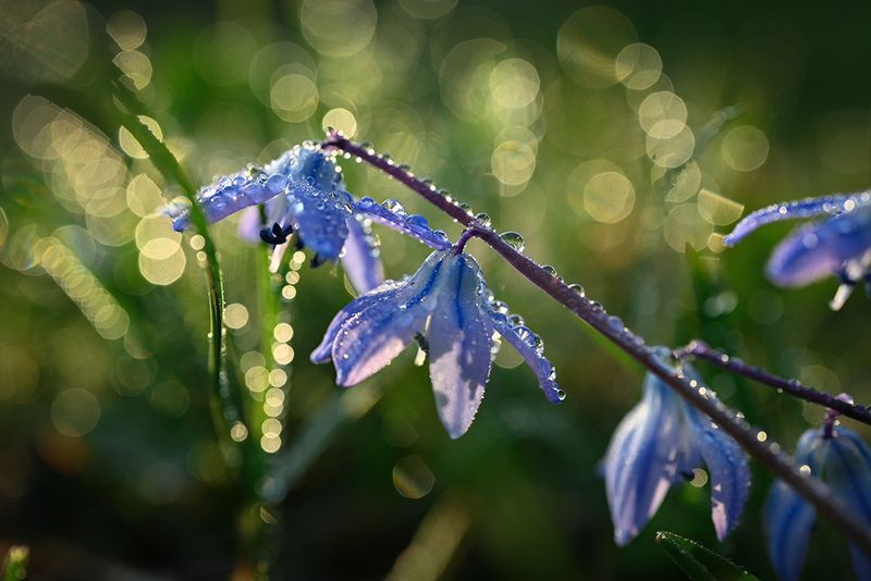 Первоцветphoto preview