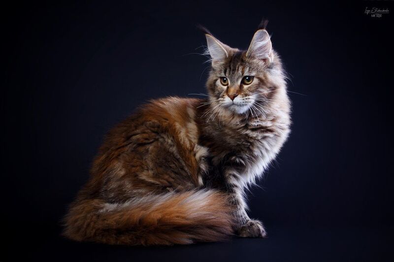 кошка, анималистика, мейн-кун, cat Виваphoto preview