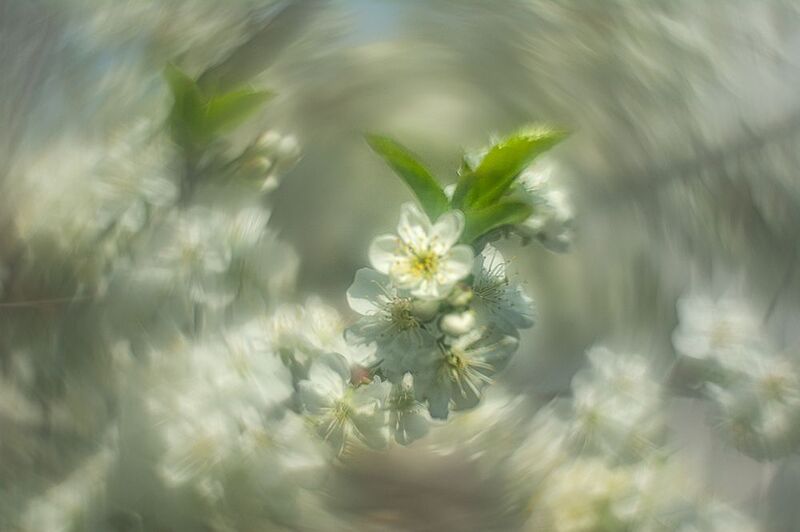 Белый вальс.photo preview