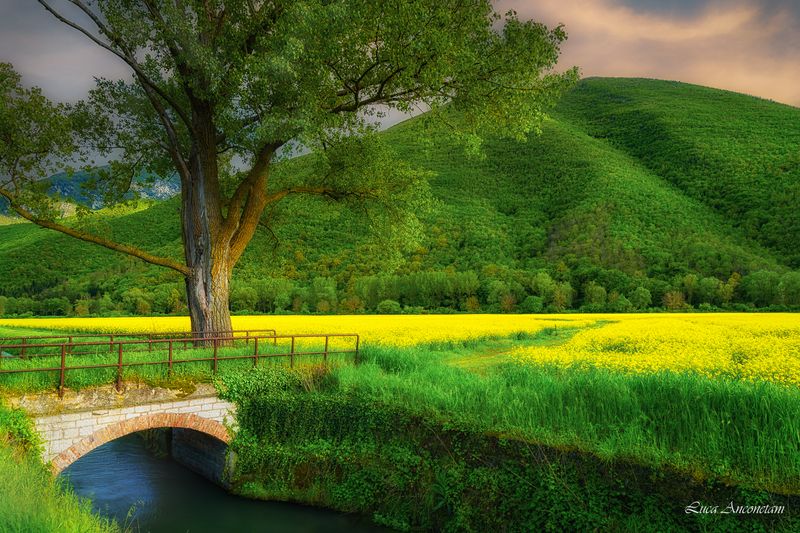 spring nature landscape fields colors italy trees Spring time фото превью