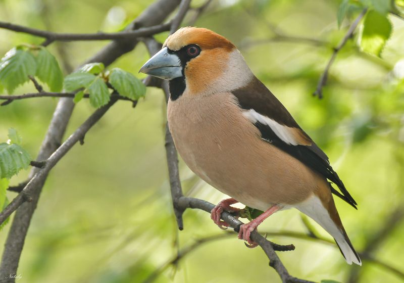 Дубоносphoto preview