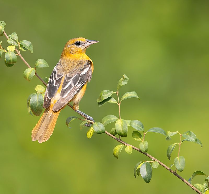 baltimore oriole, oriole, spring, весна,трупиал, иволга Baltimore Oriole, female - Самка. Балтиморская иволгаphoto preview