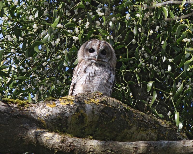 серая неясыть, неясыть, сова, совёнок, strix aluco, tawny owl, owl, парк имени макса ашманна Совёнок на фоне омелыphoto preview