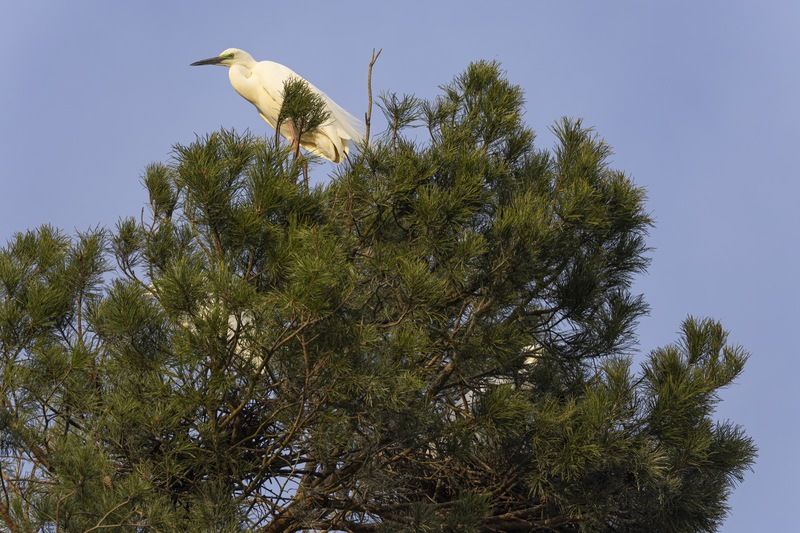 белая цапля, гнездо, птицы, цапля Цапли на гнездахphoto preview