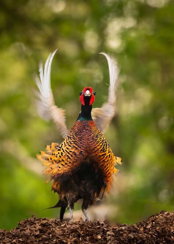 Pheasantphoto preview