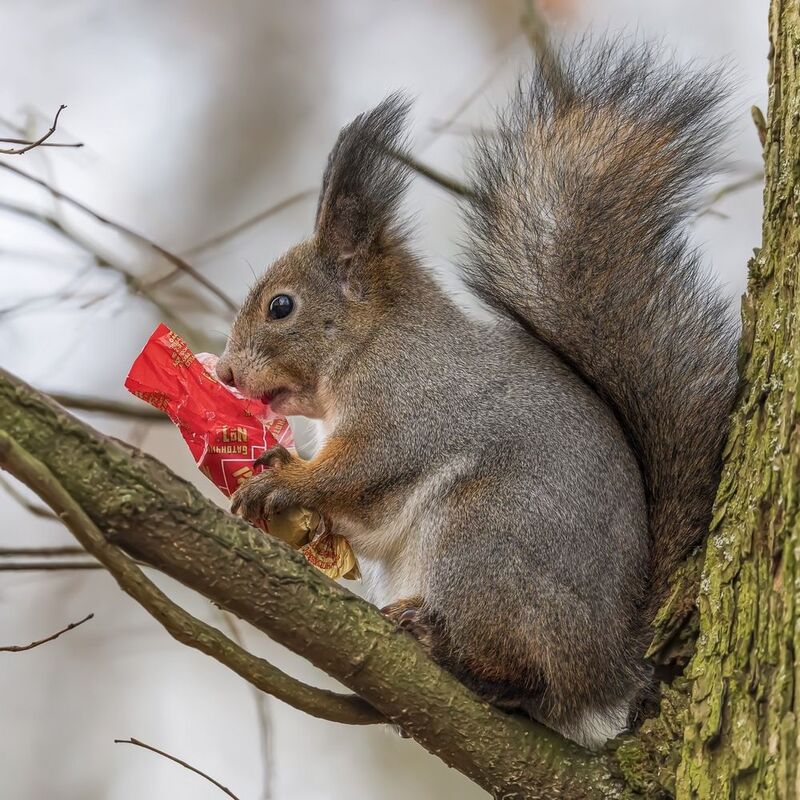 белка, конфета, белочка Реклама Рот Фронта)photo preview