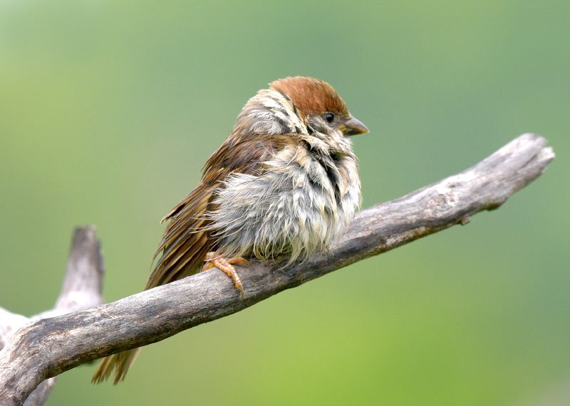 После купанияphoto preview