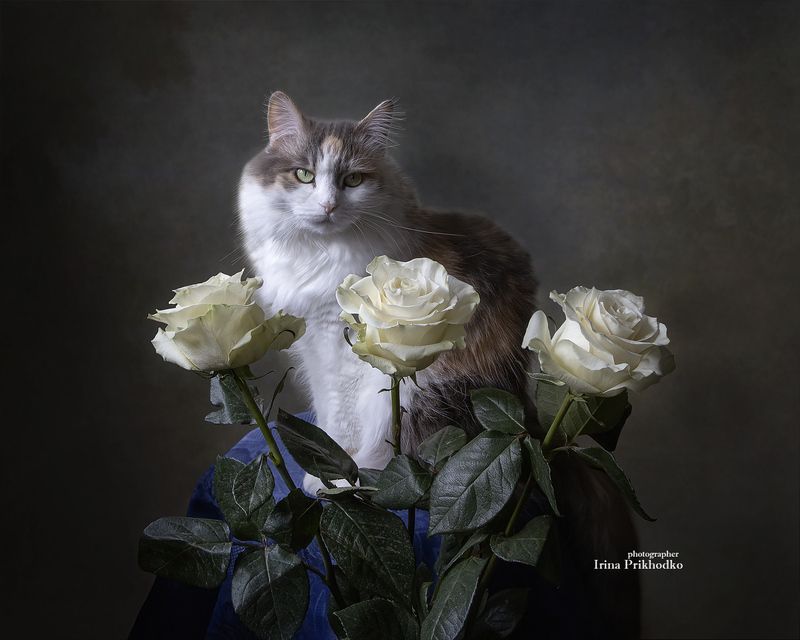 домашние животные, кошки, питомцы, модели, розы, цветы Портрет кошки с белыми розами фото превью