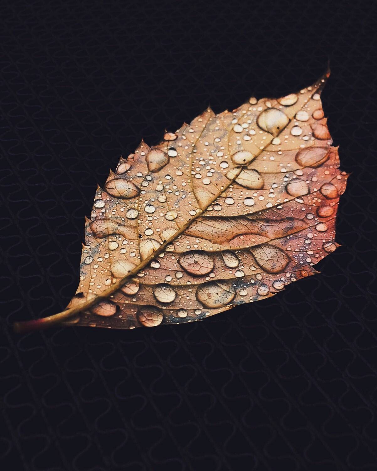 , Алинция Савельева