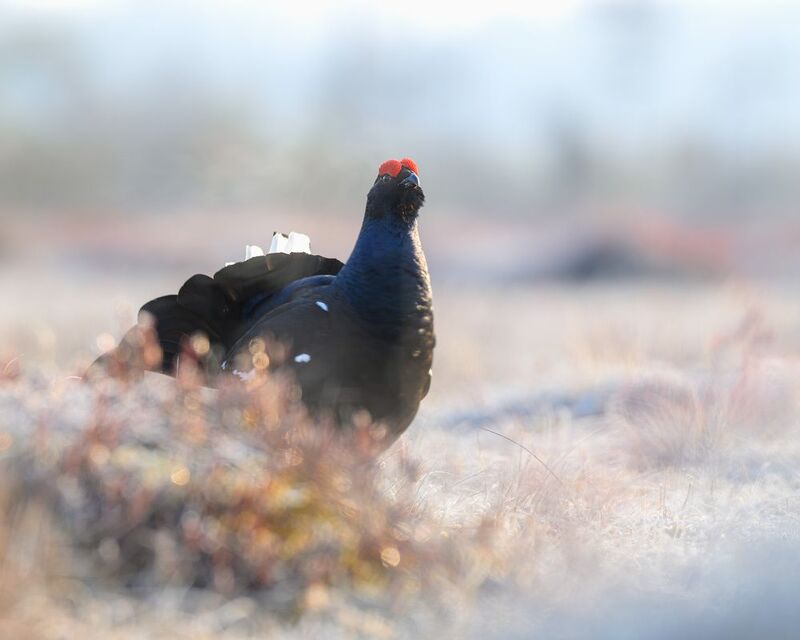 тетерев, ток, токование, птицы, фотоптиц, природа, весна, болото, лес, бердинг, бердвотчинг, фотоохота, birding, black grouse, countership display, birdwatching, wildlife Тетерев на токуphoto preview