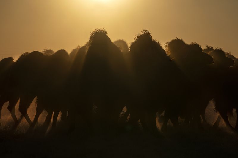 Mongolian camel winter festival Mongolian camel winter festivalphoto preview