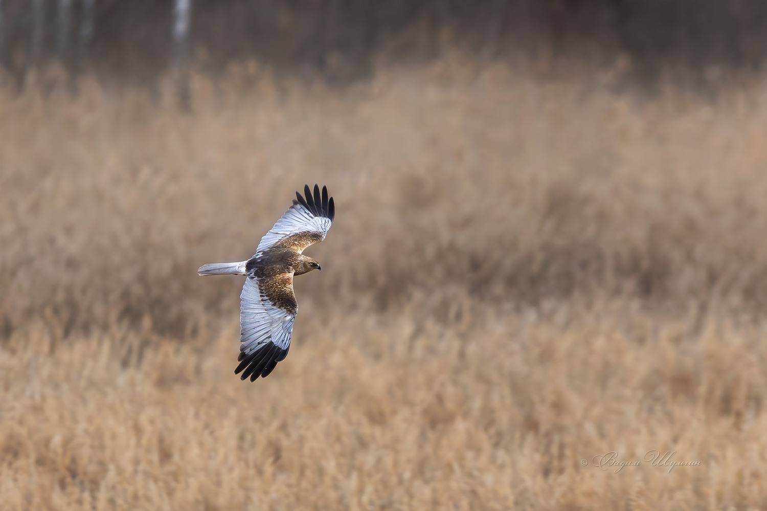 болотный лунь, Шульгин Вадим