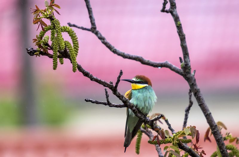 Краски дождливого утраphoto preview