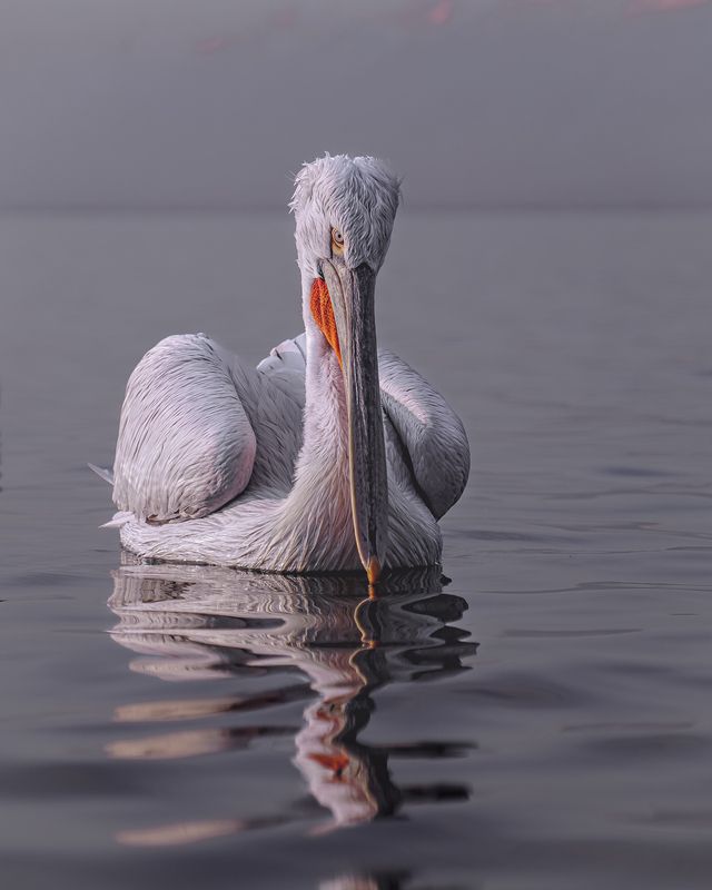 далматинский, кудрявый, пеликан, птицы, dalmatian, pelican, birds Молчаливый разговорphoto preview