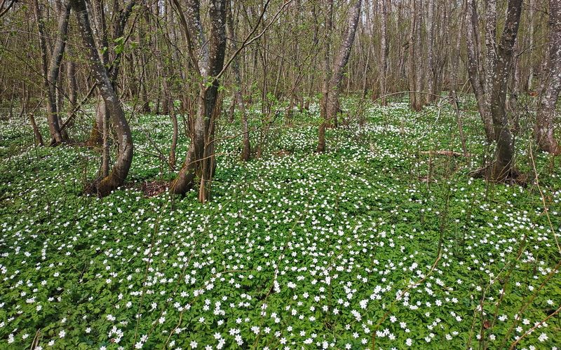 весна, подснежники, белые, улла, беларусь Ковёр весныphoto preview