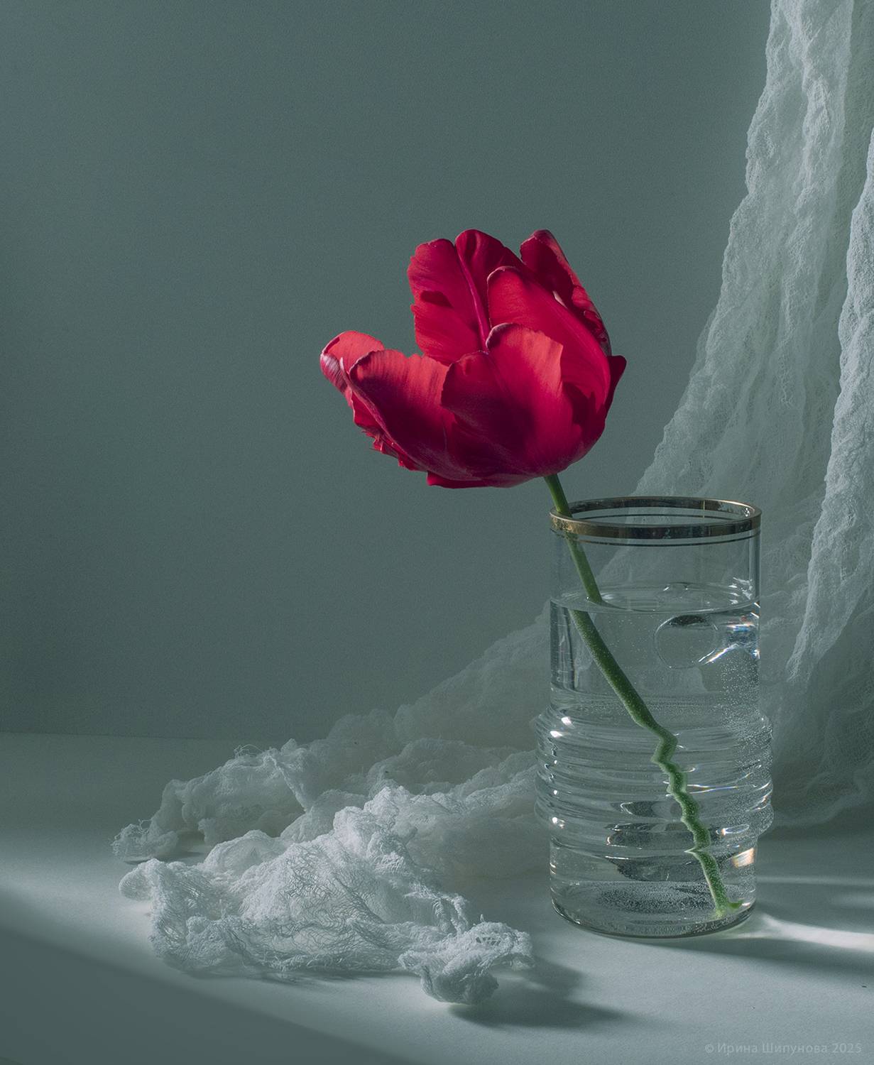 , Шипунова Ирина