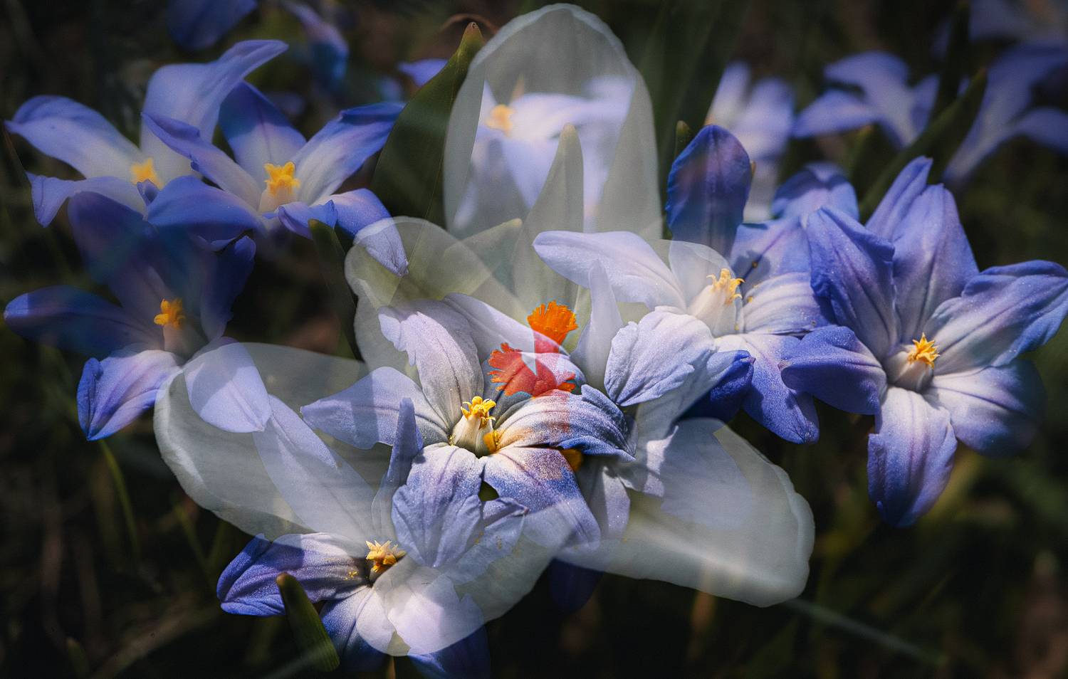 Крутится, вертится шарф голубой. Автор: Неля Рачкова мультиэкспозиция, Неля Рачкова