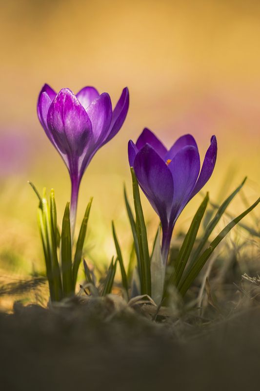 Vertical, Flower, Photography, Crocus, Nature, Springtime, Purple, Plant, Close-up Crocus фото превью