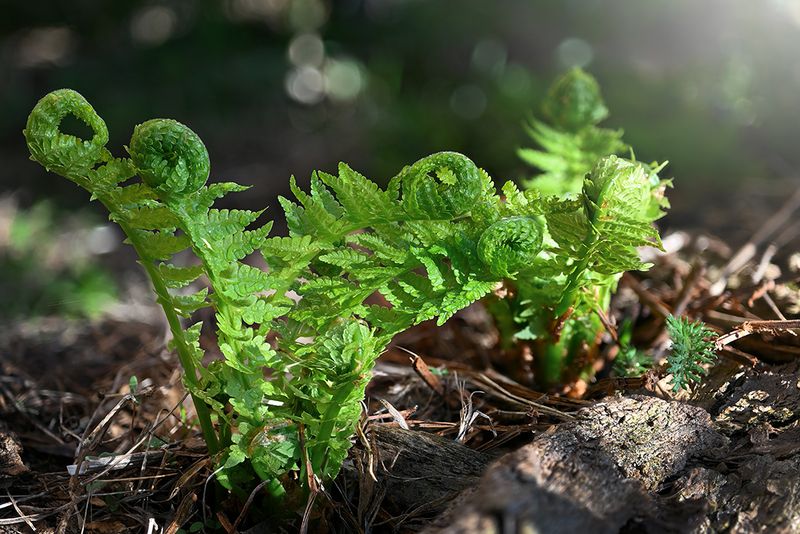 Молодой папоротникphoto preview