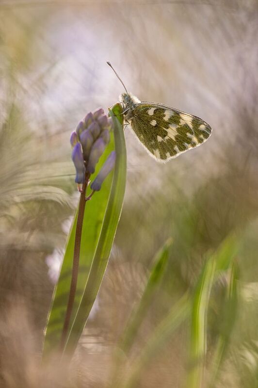 Белянка и гиацинтикphoto preview