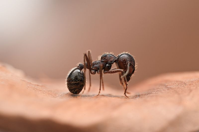 ceclii, macro  фото превью