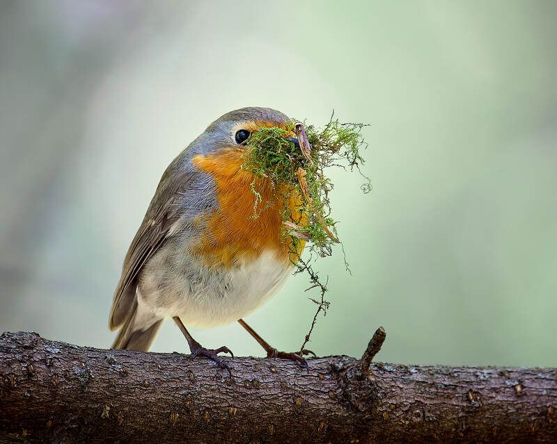зарянка птичка Зарянкаphoto preview