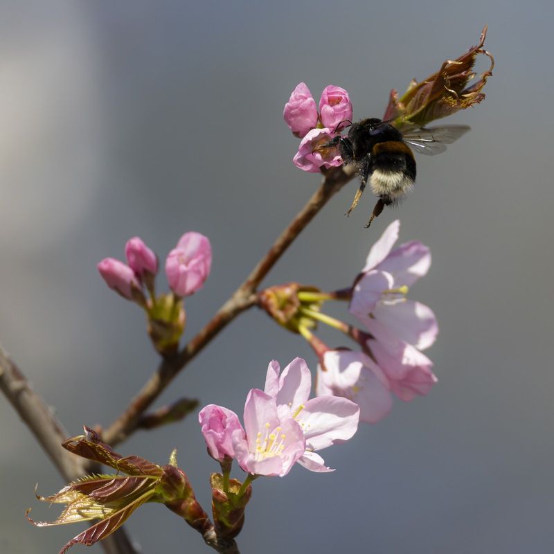 сакура, шмель, весна, цветение, цветущая сакура Сакураphoto preview