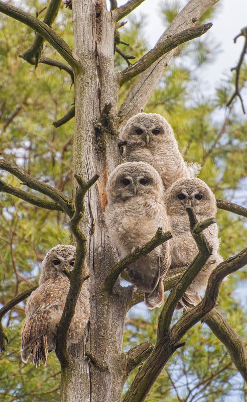 Пушистые шишки на сосне :)photo preview