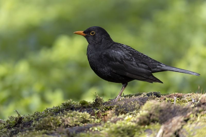 черный дрозд, дрозд, птицы Черный дроздphoto preview