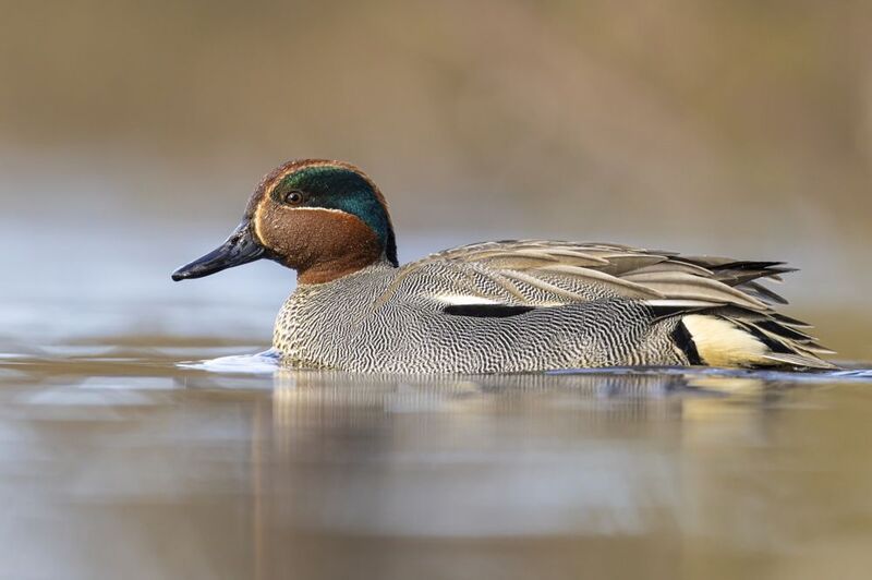 чирок-свистунок, чирок свистунок, чирок, свистунок, птицы, утка Чирок-свистунокphoto preview