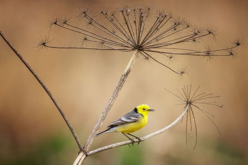 Желтоголовая трясогузкаphoto preview