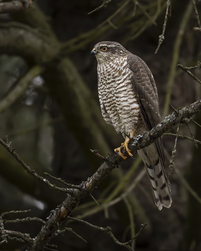 Перепелятник, ястреб, птицы Перепелятникphoto preview