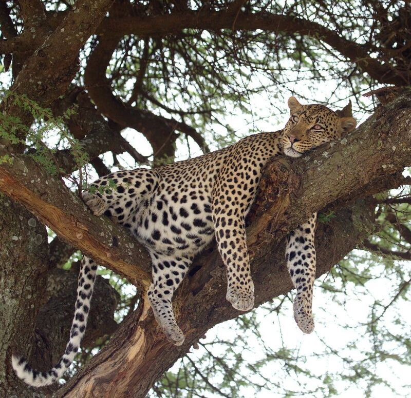 Только я все лежу. И на вас я не гляжу.photo preview