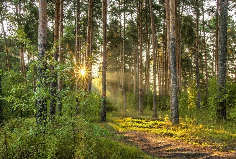 Утро, рассвет, лес В сосновом боруphoto preview