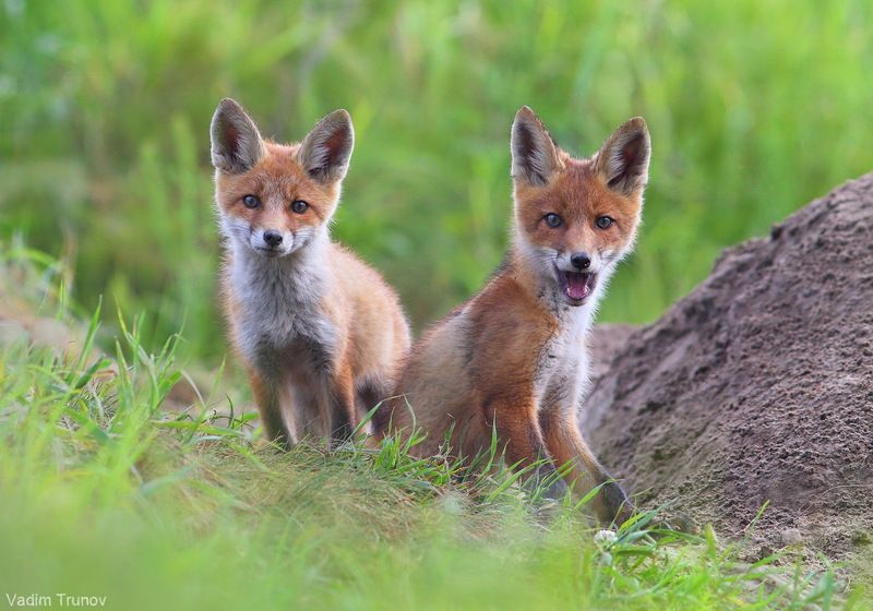 лиса, лисята, fox *** фото превью