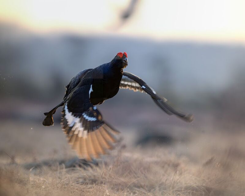 тетерев, ток, токование, птицы, фотоптиц, природа, весна, болото, лес, бердинг, бердвотчинг, фотоохота, birding, black grouse, countership display, birdwatching, wildlife Тетерев на токуphoto preview