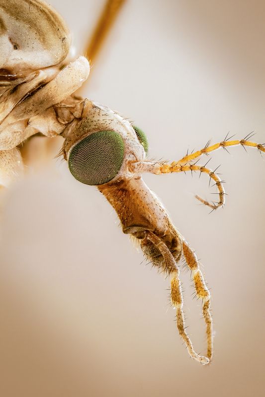 #макросъёмка, #макромир, #макрофото, #макросъемканасекомых, #макро_насекомые, #мирнасекомых, #насекомые, #жуки, #бабочки, #энтомология, #природа, #фауна, #красотаприроды, #фото_насекомых, #фотоприроды, #природавокруг, #увеличение, #ультрамакро, #интересны Комар-долгоножка (лат. Tipulidae)photo preview