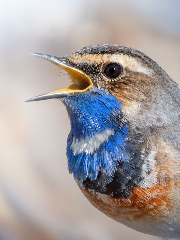 Варакушка Luscinia svecicaphoto preview